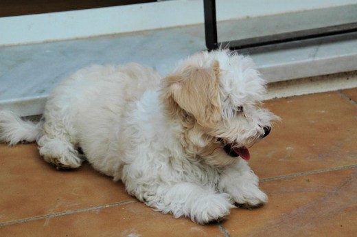Frodo con 3 meses Frodo con 3 meses